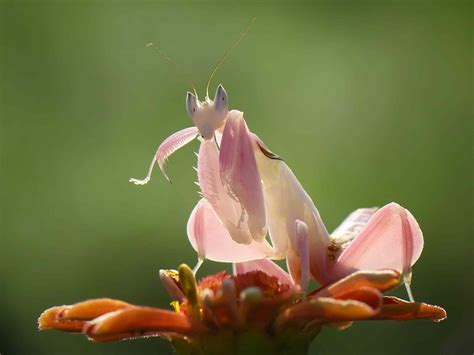 Wondrous Praying Mantis Facts