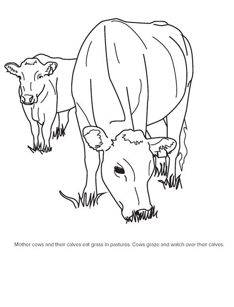 Beef Coloring Contest