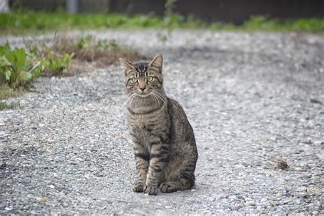 Jenis kucing ini mengacu pada anggota keluarga felidae atau kucing besar. Gambar : margasatwa, binatang menyusui, fauna, cambang ...