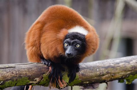 Rare Twin Red Ruffed Lemurs Born At Singapore Zoo Free Malaysia Today