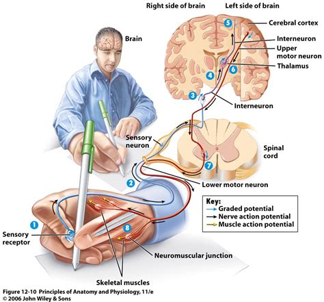 Need To Have Visual Information Pressure On Pen à Goes To Spinal Nerve Enters Into Dorsal Root