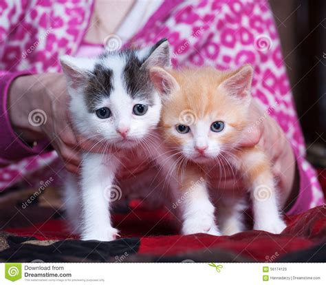 Two Fluffy Kitten Standing On Bed Stock Image Image Of