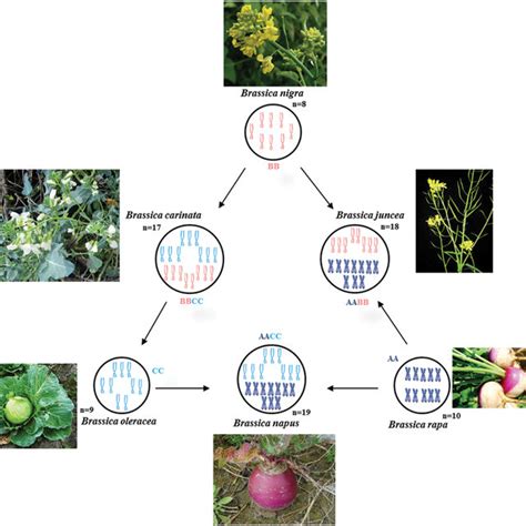 Study Of Important Traits In Brassica Species Download Table