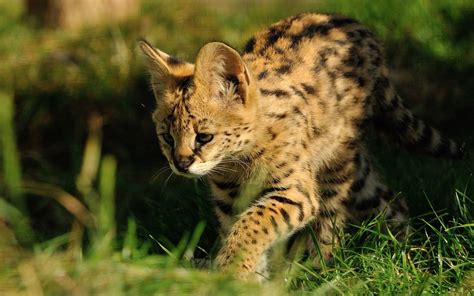 Serval Full Hd Wallpaper And Background Image 1920x1200