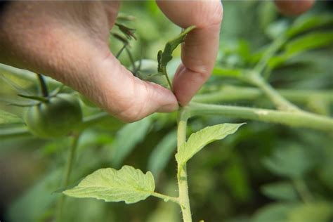 11 Expert Tips To Prune Tomato Plants Like Professionals Diy And Crafts