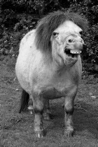 ugly horse pictures    wall pinterest  broken andre  giant  spitting