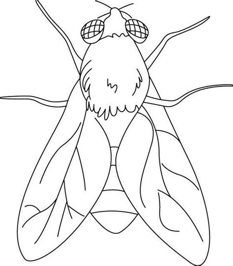 Fly Coloring Pages Insect Coloring Pages In 2020 Insect