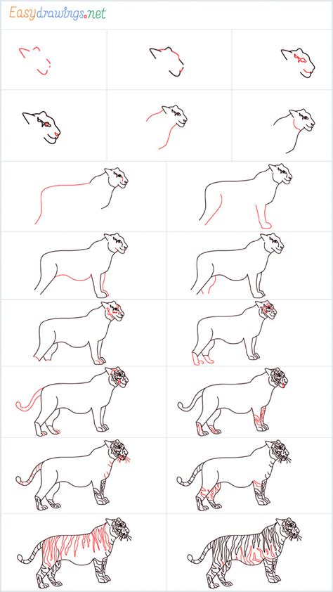 How To Draw A Tiger Step By Step 18 Easy Phase