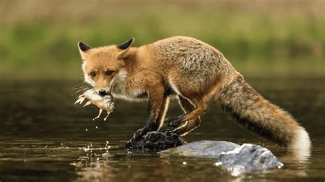 What Do The Red Fox Eat