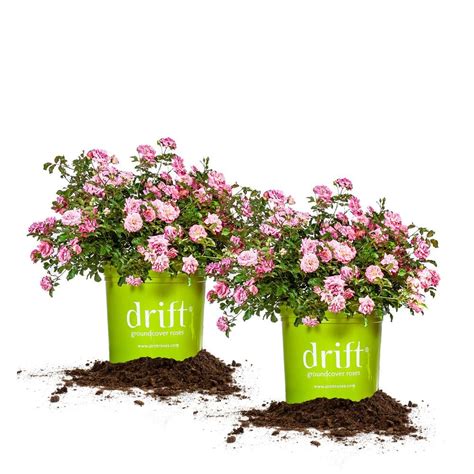 When in full bloom, the prolific double pink flowers of sweet drift rose bushes create a blanket of beautiful blooms and glossy foliage. 3 Gal. Pink The Sweet Drift Rose Bush with Pink Flowers (2 ...