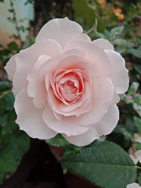 Hoa Hồng Nhật Misaki Rose đẹp Tuyệt Trần Xinh Garden