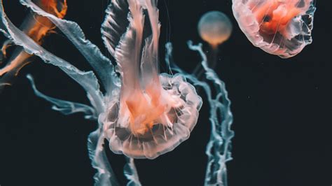 Download Wallpaper 3840x2160 Jellyfish Underwater World Aquarium
