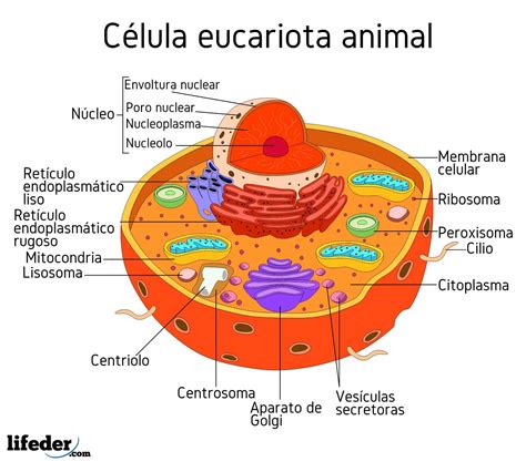 Arriba 72 Foto Celula Eucariota Para Colorear Sin Sus Partes Mirada Tensa
