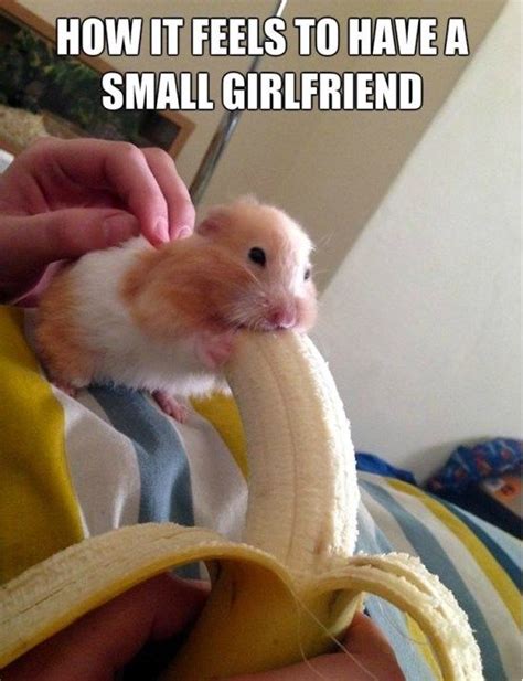 38 Best Hamster Memes Images On Pinterest Funny Animals Ha Ha And