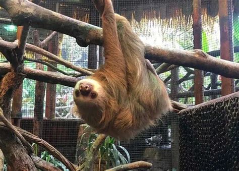 200 Names For Pet Sloths Cute Male Female And Funny Names Sloth