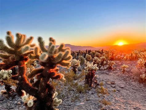 The Best Hikes In Palm Springs Scenic And Savvy