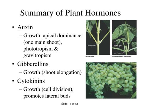 Ppt Phototropism And Plant Hormones Powerpoint Presentation Free