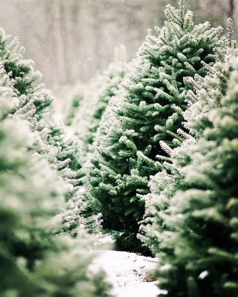 🎄🎄🎄🎄 Christmaswonderland Farmhousechristmas Pinetrees Med Bilder