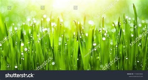 23903 Macro Grasses Blurry Images Stock Photos And Vectors Shutterstock