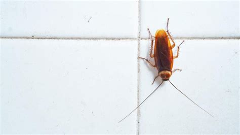 Common Types Of Cockroaches Forbes Home