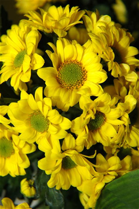 We ship over 600 varieties per shipment,for which we. Tall, Perennial Yellow Flowers | eHow UK