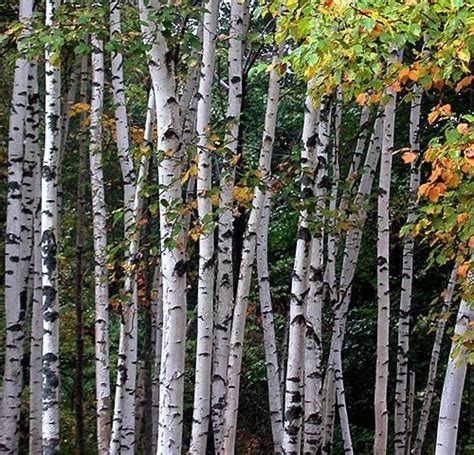 Birch Trees White Birch Trees Birch Tree Fall Foliage Photography