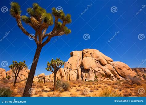 Joshua Tree National Park Yucca Valley Mohave Desert California Stock