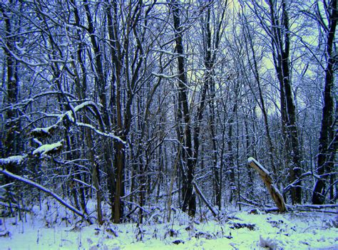 Snow Covered Woods Winter Wonderland Tree Wonderland
