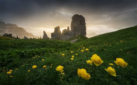 Wallpaper Nature Italy Dolomites Mountains Plants Yellow Flowers