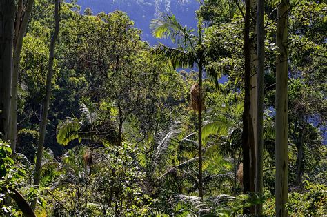 Bosque Subtropical Caracter Sticas Flora Fauna Y Temperatura