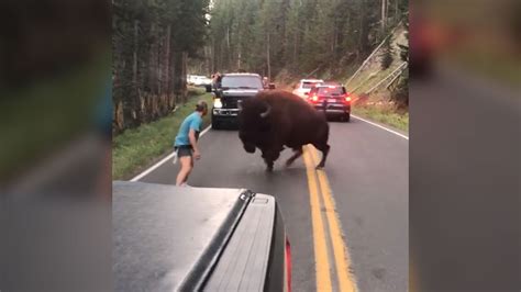 I Can T Watch Man Taunts Bison In Video Gone Viral Ctv News