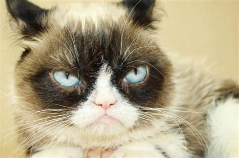 Grumpy Cat Le Chat Le Plus énervé Du Monde Planet