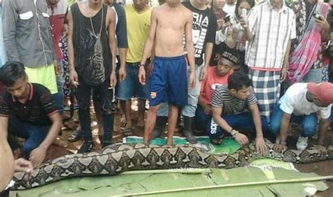 Indonesian Woman Swallowed Whole By Foot Python The Boards