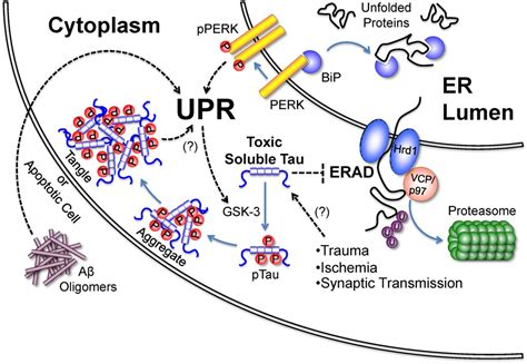 Tau Pathology As A Cause And Consequence Of The Upr Journal Of