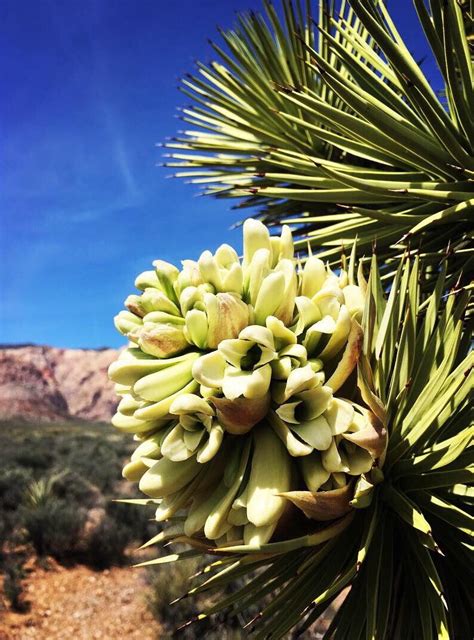 Desert Blooms In Red Rock Canyon 🌵 Campingandhiking