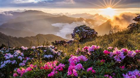 Morning Landscape Sunrise Mountains Flowers Clouds Desktop
