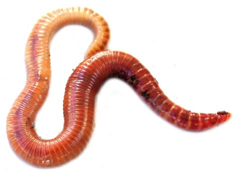 Image Gallery Worm