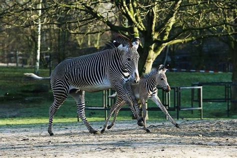 Zebra Plays Outside For The First Time At Planckendael Zooborns