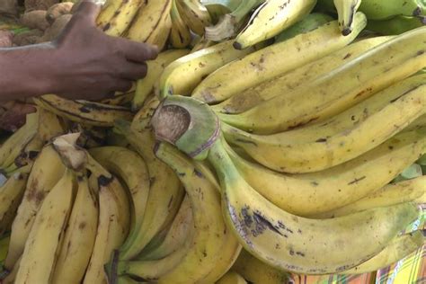 L’éthéphon Dans Les Bananes Jaunes Une Offensive Massive De Diversion Selon Le Conseil