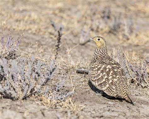 A Female Sand Grouse Looking Back Stock Photo Image Of Nature Beach