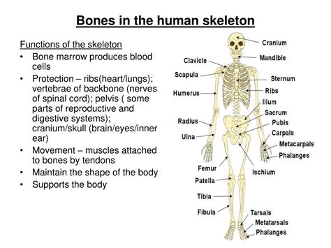 Ppt Bones In The Human Skeleton Powerpoint Presentation