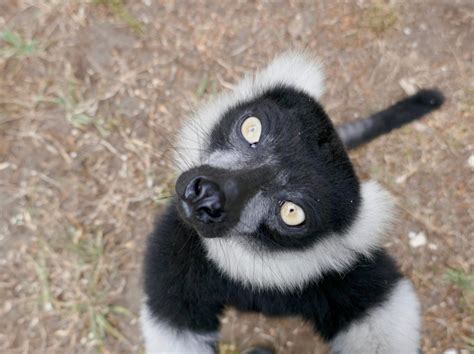 Lemur Love On The Brink Of Extinction Weiler Woods For