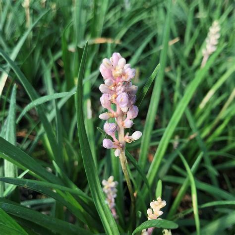 Photo 75890 Liriope Muscari Lirf Isabella 20622 Plant Lust