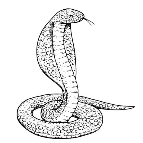 Drawing Of A King Cobras Snakes Illustrations Royalty Free Vector