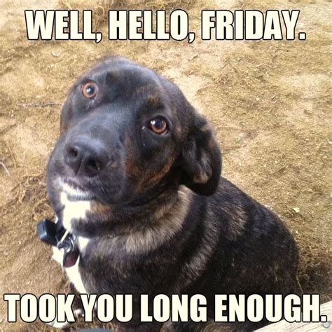 Hello Friday Glad Youre Here Funny Dog Memes Friday Dog Dog Memes