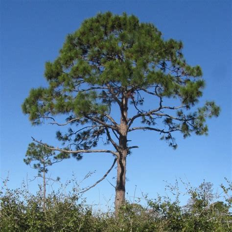 Slash Pine Tree Pinus Elliottii Seeds Etsy