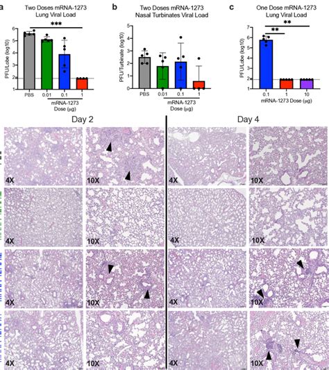 Ribosomes are complex machinery in the cells that are responsible. mRNA-1273 protects mice from upper and lower airway SARS ...