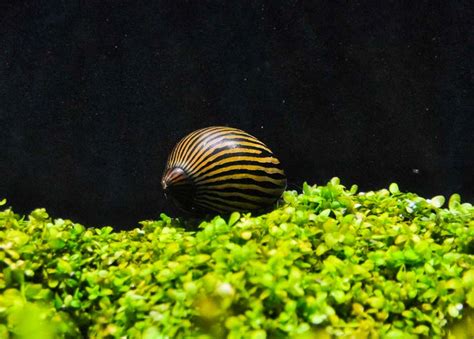Nerite Snails Care And Breeding Guide WZaquarium