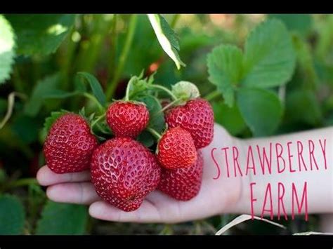 Genting highlands, jalan batang kali, batang kali, selangor, malaysia. Strawberry Farm at Genting Highlands Tourist Attraction ...