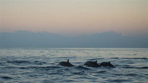 Delfini Din Marea Neagră Cu Răni Bizare Cel Mai Probabil E Fosfor Nu